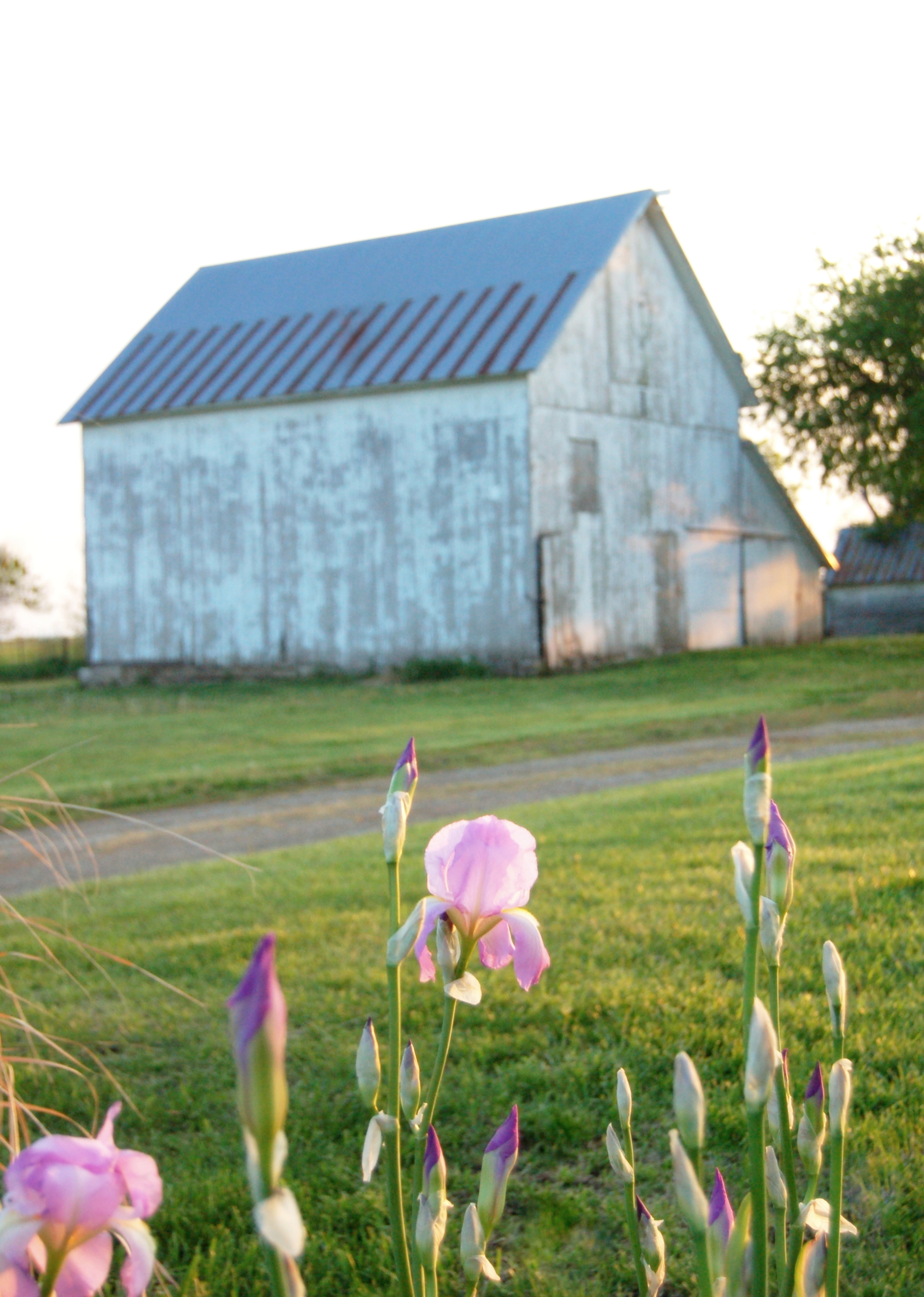 Bryarton Farm Spring at the Farm